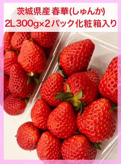 茨城県産いちご「春華(しゅんか)」商品画像③