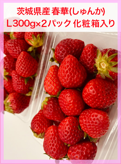 茨城県産いちご「春華(しゅんか)」商品画像③