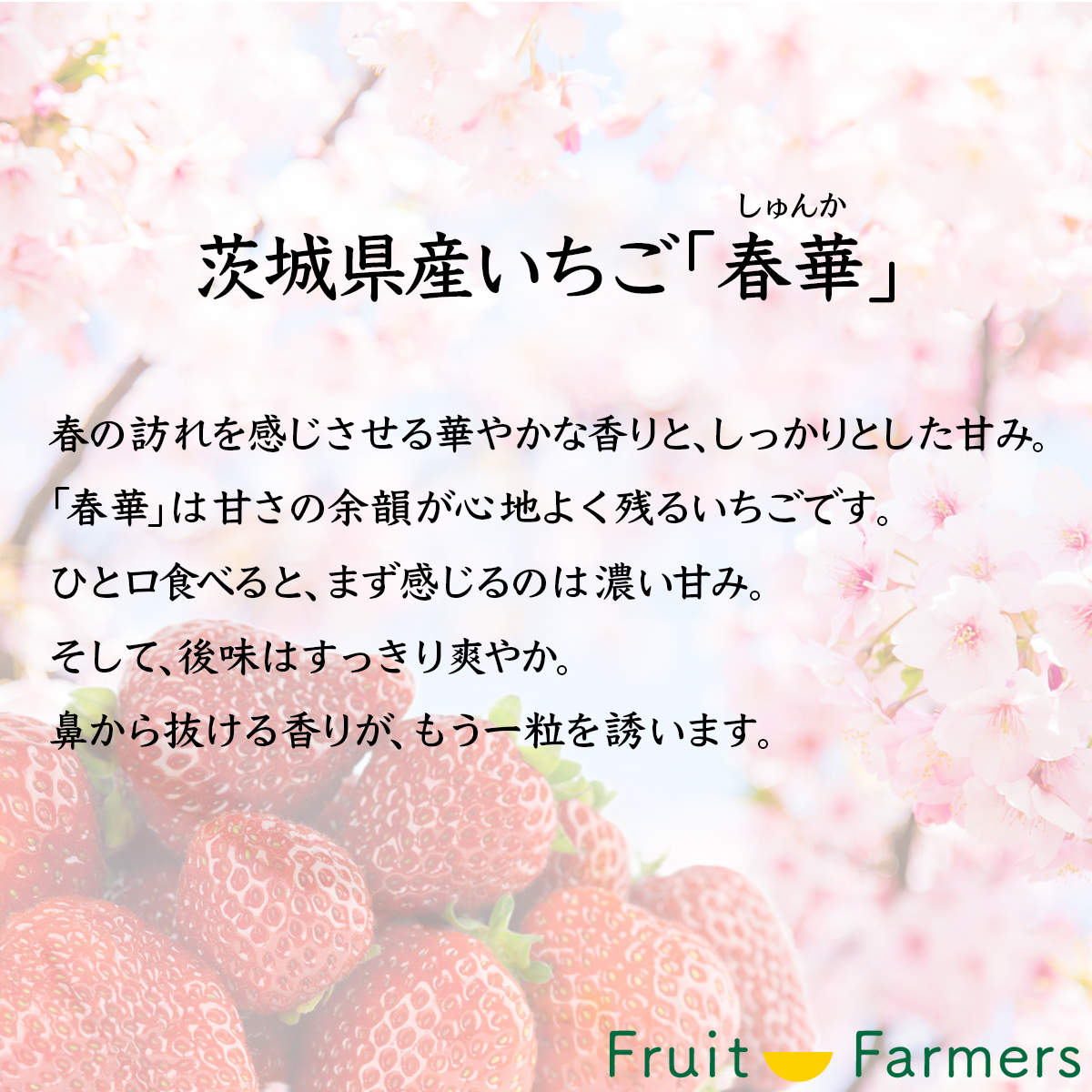 茨城県産いちご「春華(しゅんか)」商品画像①