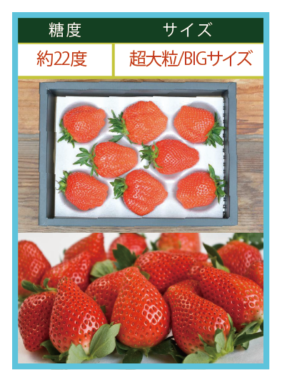 いちご通販｜通年販売をしております｜Fruit Farmers